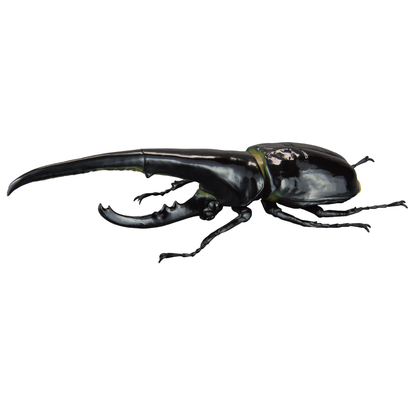 1/1 Hercules Beetle ver2.0 [gachapon]