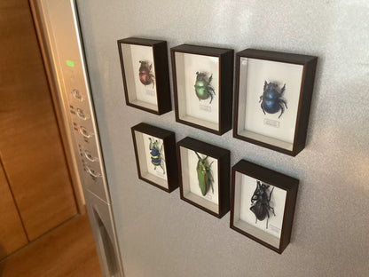 Shadow Box Magnet Collection Part 4 [gachapon]