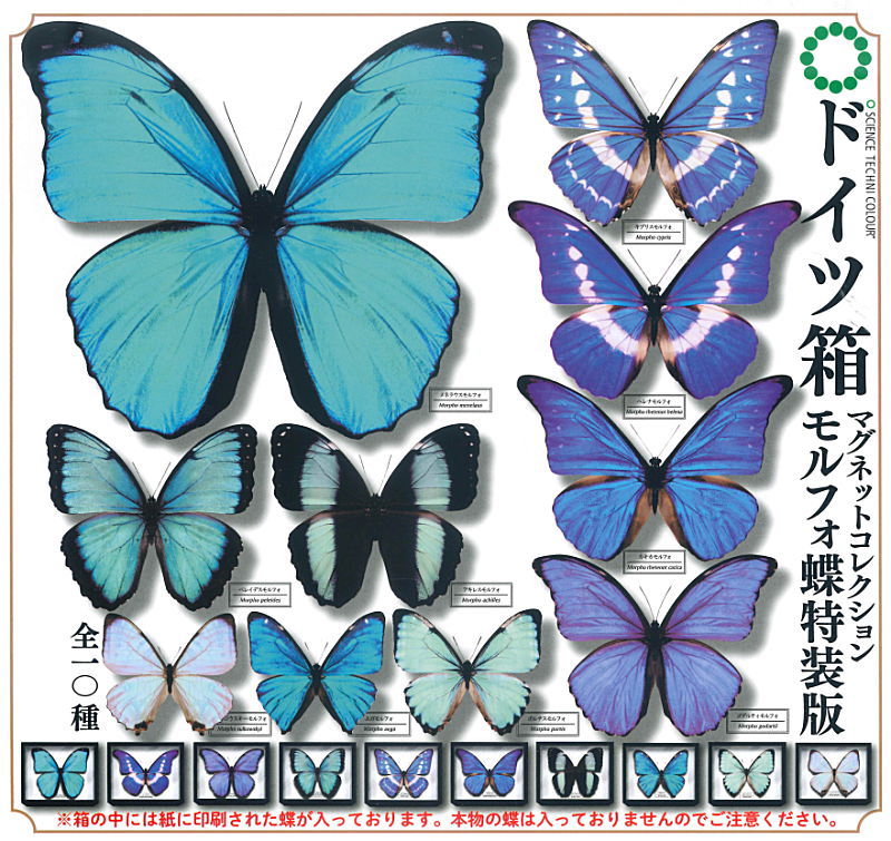Shadow Box Magnet Collection Morpho Butterfly Edition [gachapon]